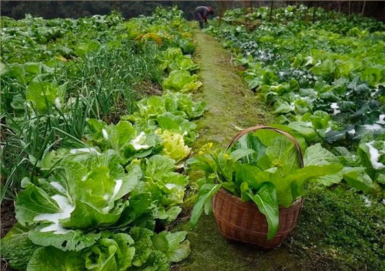 菠菜白菜生菜