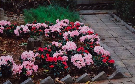 粉色鲜花