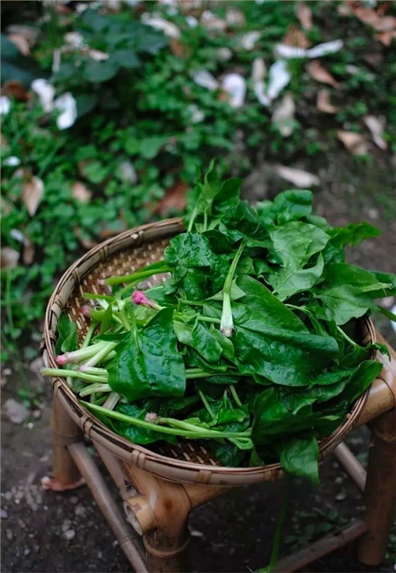 成熟的菠菜