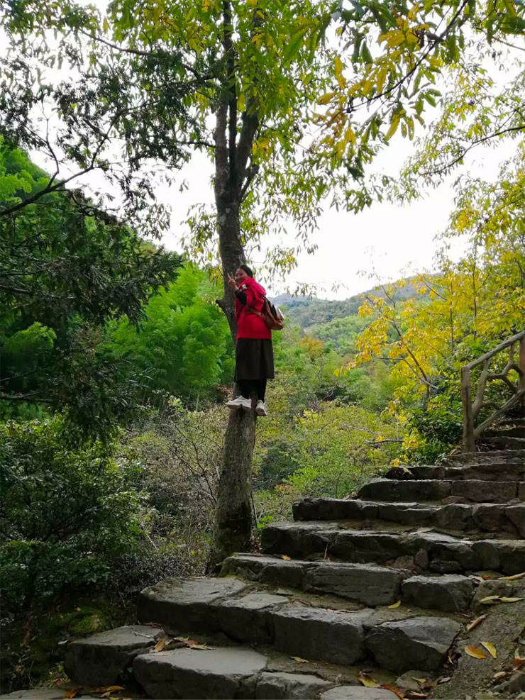 树上