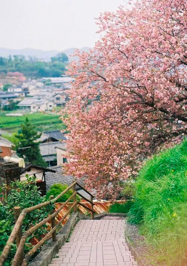 菜园子风景