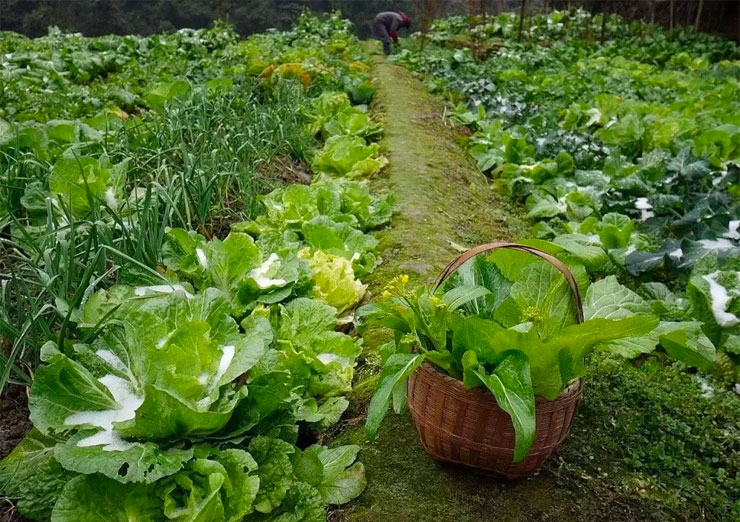 菠菜白菜生菜