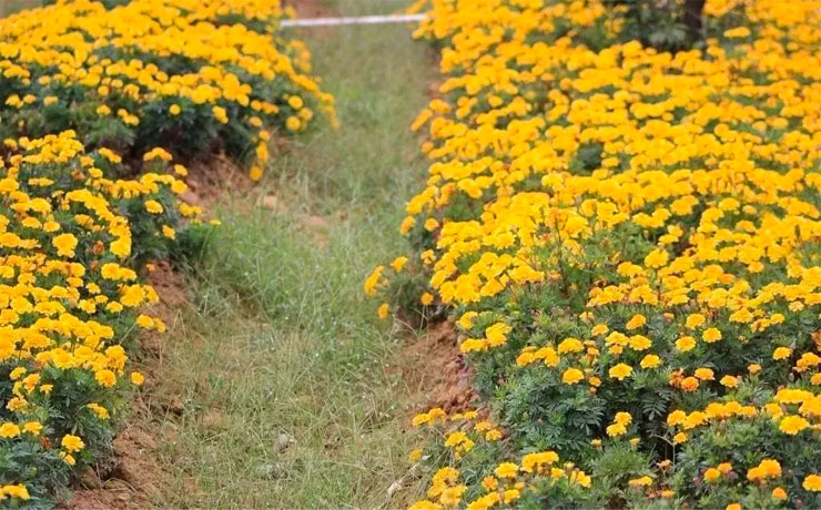 黄色鲜花