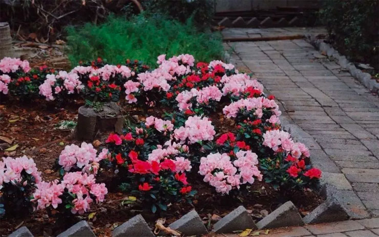粉色鲜花