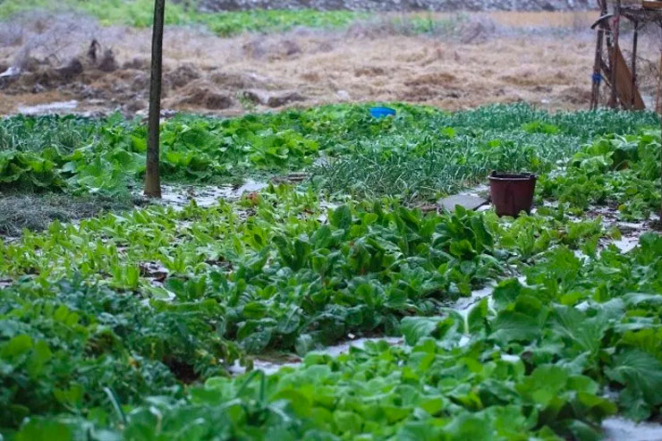 菜园子浇水除草