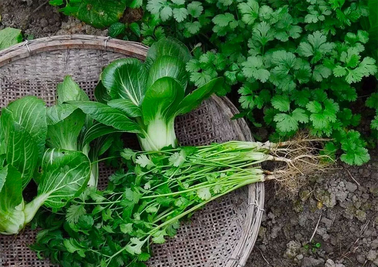 成熟的油菜和香菜
